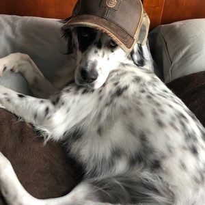 Meet your Posher, Wyatt